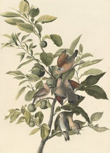 Common Ground Dove by John James Audubon